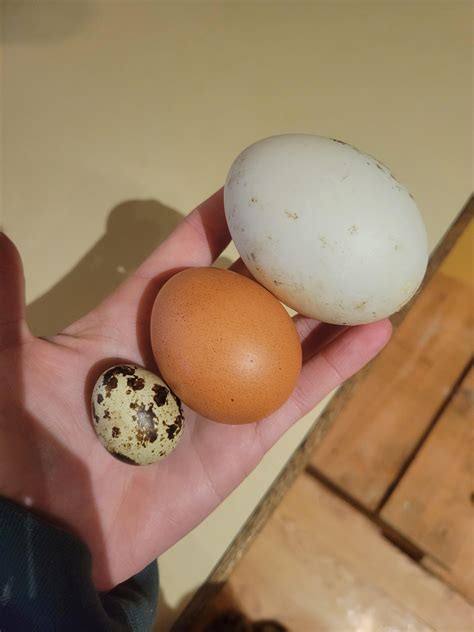 quail vs chicken vs duck egg : r/mildlyinteresting