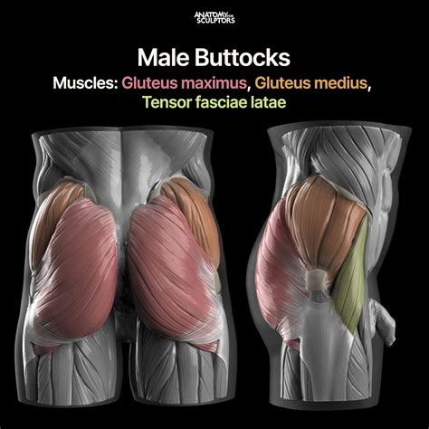 ArtStation - Muscles of the Male Buttocks