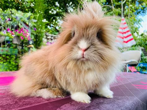 Angora Rabbit Colors: An Ultimate Guide – Angora Rabbits