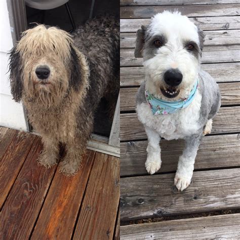 My dog Courage before and after grooming. : aww
