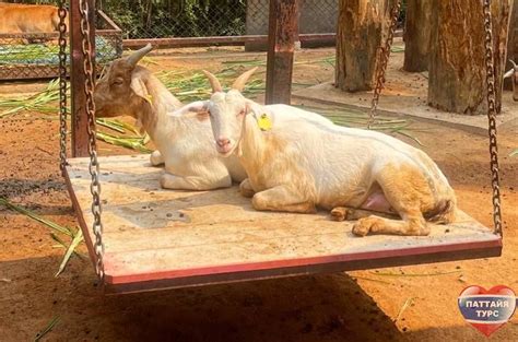 Экскурсия Тайское Сафари цена: 1200 ฿ ежедневно Паттайя Турс