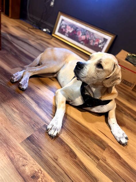 Adoptable dogs louisville ky need homes after shelter overflow 26