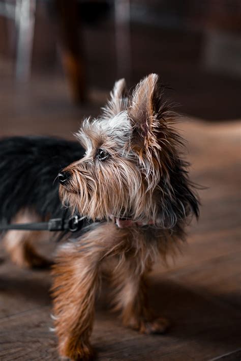 Yorkie Full Grown White