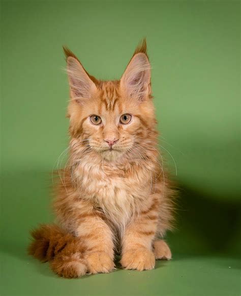 sam red tabby sold mega coons cattery