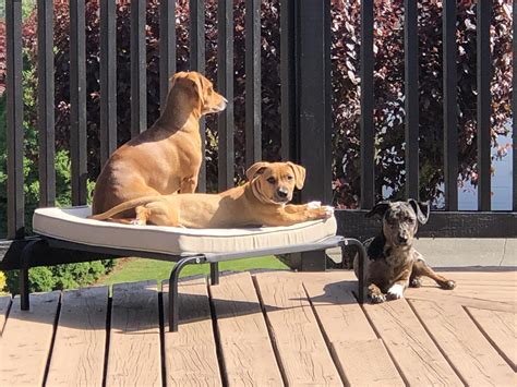 Three Chiweenie’s living the Hot Dog life : r/chiweenie
