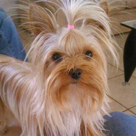 Golden Yorkies | Yorkie yorkshire terrier, Yorkshire terrier, Yorkie