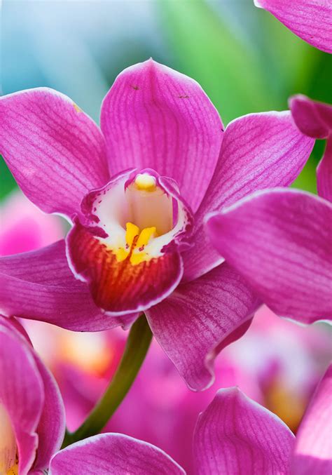 St. Louis Same-Day Flower Delivery | Walter Knoll Florist St. Louis MO