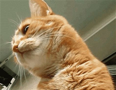 Прикольные анимационные живые картинки с кошками