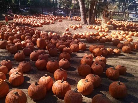 Pumpkin Patch at YMCA Simon Meadows/Temescal Gateway Park