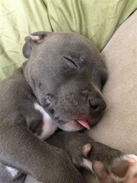 Cute Pitbull Puppies Wallpapers on WallpaperDog