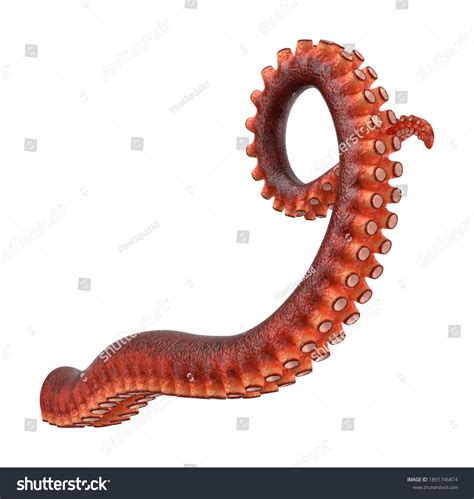 Octopus Tentacle 3d Illustration On White Stock Illustration 1891746874