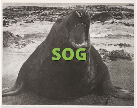 SOG Meaning » Slang term definition & example usage » Slang.org