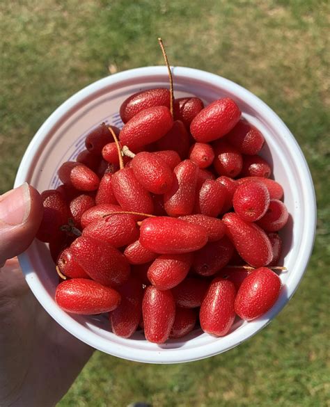 Goumi Berry, Shrubs, & Kitchen Wizardry — Home Orchard Education Center