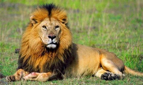 koleksi gambar binatang gambar binatang