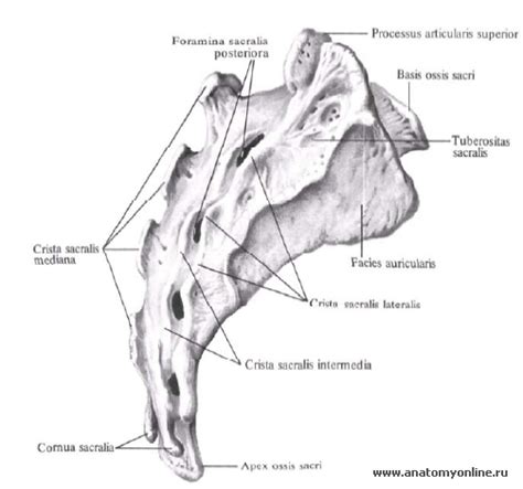Крестец (sacrum) » Анатомия человека, анатомия, анатомия в картинках ...
