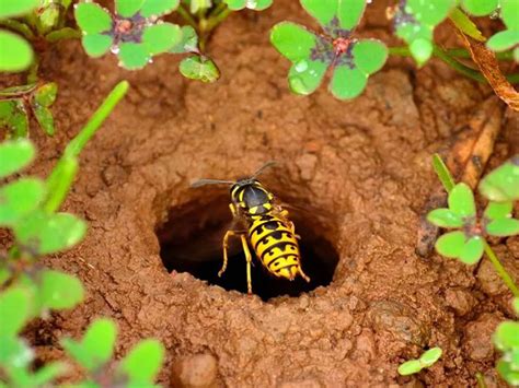 Wasp Nest In Ground - What To Do