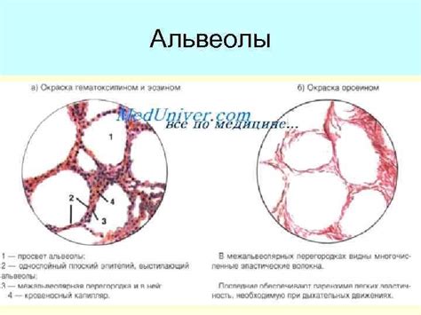 ОСТРЫЕ ЗАБОЛЕВАНИЯ ОРГАНОВ ДЫХАНИЯ ЛЕКЦИЯ 23 Проф