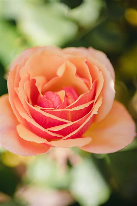 beauty rose nature natural beauty products  pure bulgarian rose