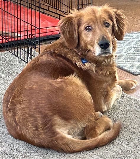 Adoptable Golden Retrievers - Golden Retriever Rescue of Iowa (GRRoIowa)