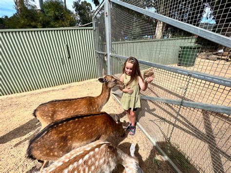 Halls Gap Zoo – Grampians National Park - Mum's Little Explorers