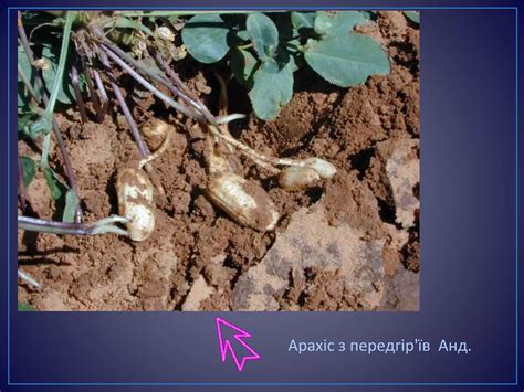 рослини які завезені з півд.америки | PPT