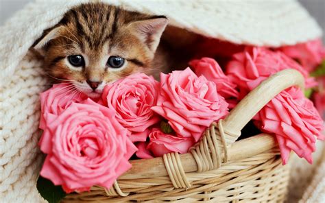 kittens, roses, cats, HD Wallpaper | Rare Gallery