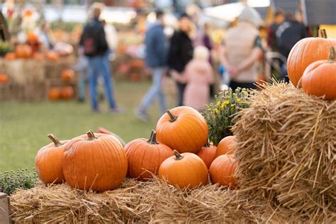 pumpkin picking   pumpkin patches   uk countryfilecom