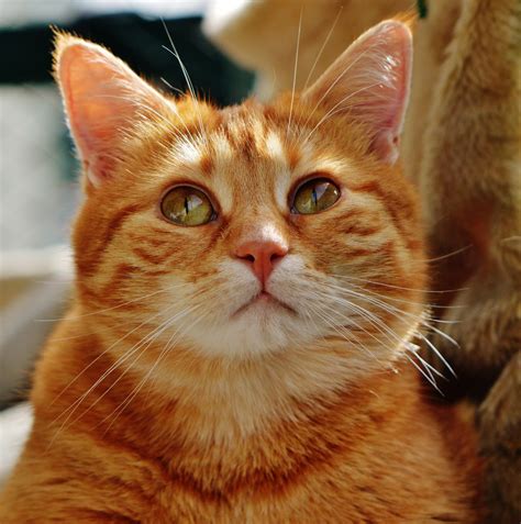 картинки : милая, милый, Домашнее животное, мех, Красный, Котенок ...