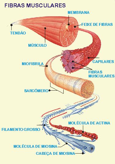 Estrutura Mais Profunda Fina Vascularizada Encontrada Entre As Fibras Musculares - Fibras Musculares – CK