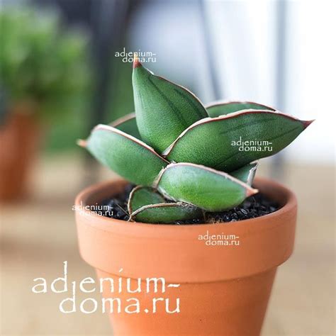 Растение ⌀ 6 Sansevieria EHRENBERGII 'SAMURAI' (Сансевьера, Сансевиерия ...