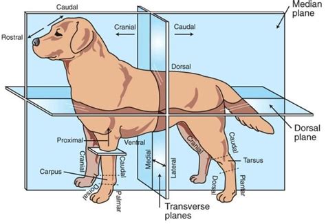 Further Learning & Terminology | Veterinary medicine, Vet tech student ...