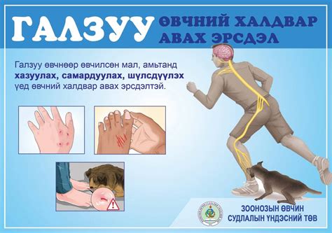 Галзуу өвчтэй амьтанд хазуулахаас сэргийлээрэй