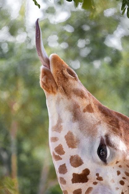 Premium Photo | Giraffe eating green leaves