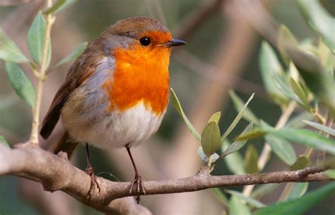 ptaci mizi ze stredomori   nasich poli mohou za  olivy  senosec