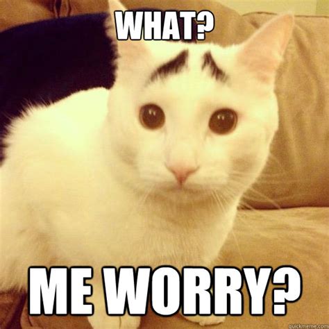 what? me worry? - Worried Cat - quickmeme