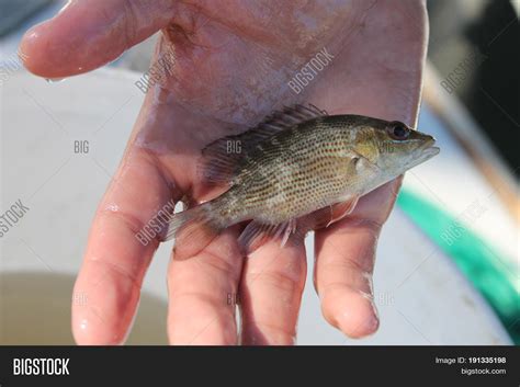 photo lutjanus griseus image photo  trial bigstock