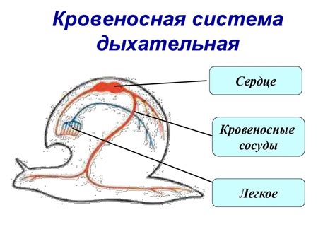 Моллюски. Строение - online presentation