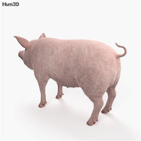 Свиня CAD 3D модель - Тварини на Hum3D