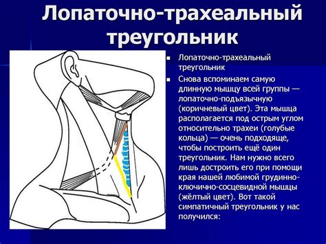 Топографическая анатомия шеи - презентация онлайн
