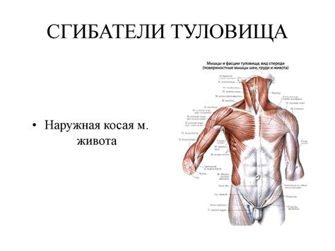 Функциональная анатомия мышц туловища - презентация онлайн