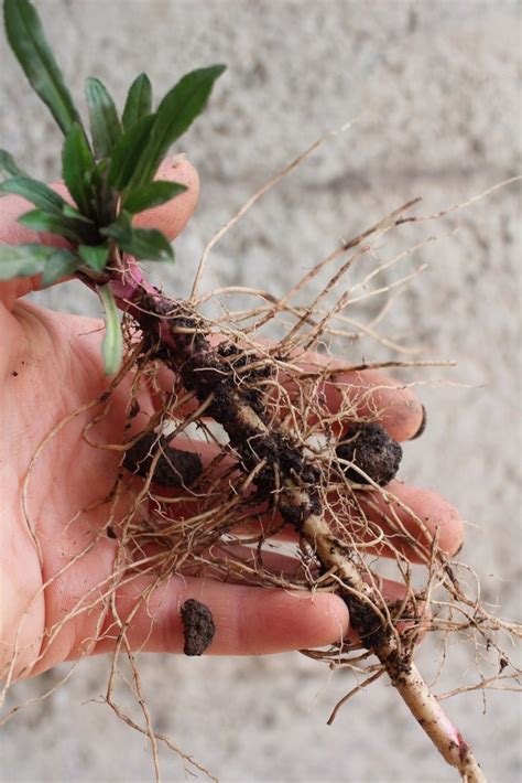 Propagating plants: How to propagate perennials by division | Sage Journal