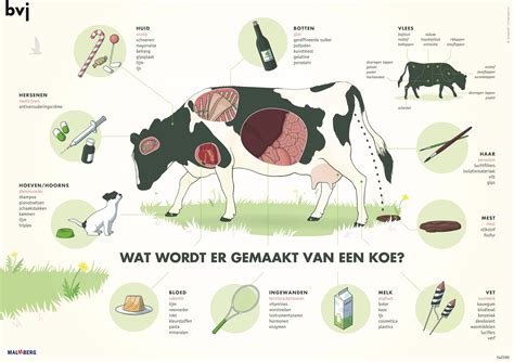 Poster Biologie | Myra Muller | Beeldredactie Recht & Realisatie