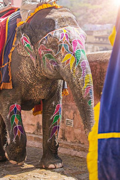 Painted Indian Elephants Stock Photos, Pictures & Royalty-Free Images ...