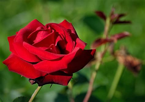 romantic red rose flower   garden  image