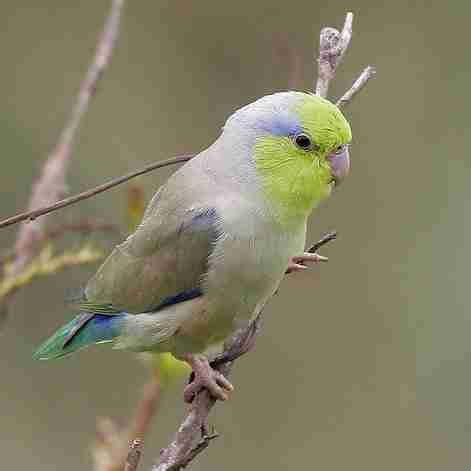 pacific parrotlet breeder  florida hand fed babies