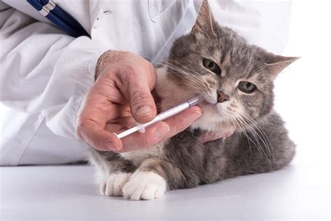 What is Baytril For Cats?