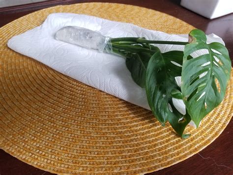 5 amazing stars to u/Quetzalcitlalli for the Adansonii. Can't wait to