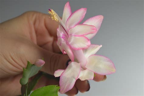Schlumbergera hybrid – ‘Eprics Star’ – Epiphytic Cacti