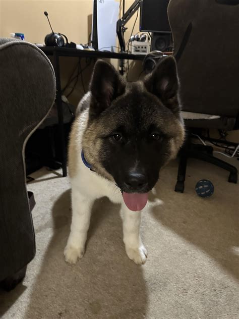 Any leash training tips? : r/akita