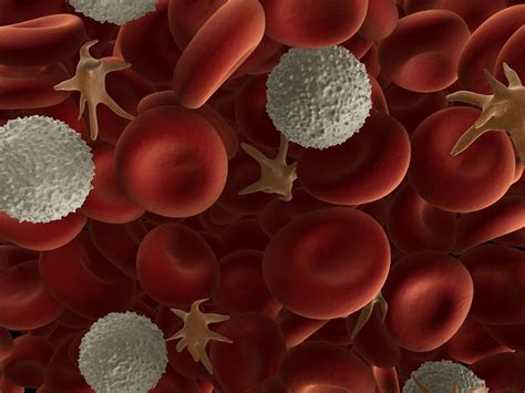 Blood cells (Types and functions) - Online Science Notes